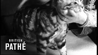 London Cat Show  (1937)