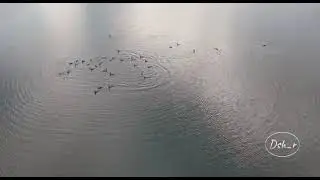 White Birds in Flight, Black Birds at Play in Tambun