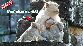 Million pitiful! Poor baby Brandi extremely miss milk by sit asking Brighten share milk by sadness
