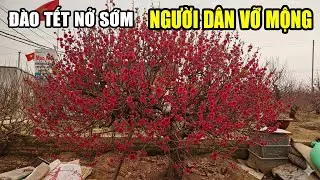 Vỡ Trận Đào Tết 2026, Hoa Nở Sớm, Người Dân Lại Một Năm Thất Thu