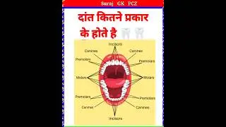 Types of teeth 🦷| Types of teeth | incisors, canines,Premolars & Molars | #shorts #upsc #gk