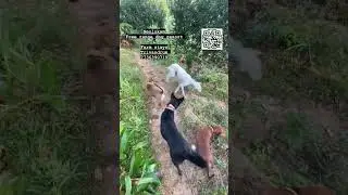 Trivandrum dog resort & farm stay | free range dog boarding | Trivandrum
