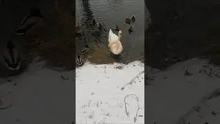 Wintertime fun/ Zimowy 'fun' 🦆🦢❄️🦅 #relaxingwalk #swans #duck #wintervibes