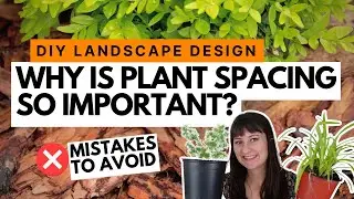 Why proper plant spacing is so important in landscape design & how to avoid common spacing mistakes