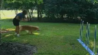 Competitive Agility Training with Jane Simmons-Moake- Advanced Skills Training (Deutsch)