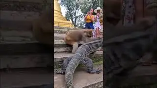 Temple fight: monkey vs monitor lizard