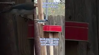 #american #california #blue #bird #discovery #pets #nature #breakfast #food #wings #usa #punjabi