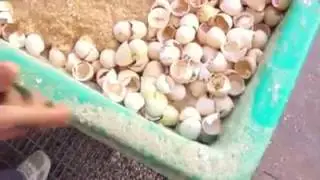 Copy of Broiler chicken life cycle