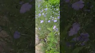 таких цветов море у Кафе Мухомор #риддер