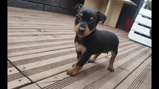 Claudi und der kleine Hundewelpen - Unser kleiner Filou  - Erstes kennenlernen