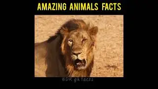 Amazing Animals facts In Hindi ||  BDR gk facts || Animals Facts #shorts