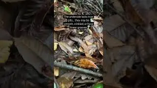 #mushroom #foraging #cooking #tips #billystrings #california #life #nature #mushroomhunting #redwood