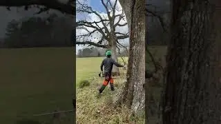 Post oak in the open