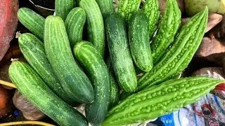 Bội thu khổ qua,dưa leo sạch hữu cơ ngonngọt🥰Bountiful harvest of organic bitter melon and cucumber.