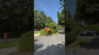 Hand trimming is what the client wanted #gardener #gardening #trendingshorts