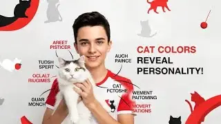 cats personality based on colors
