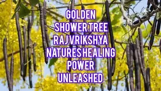 CASSIA FISTULA||GOLDEN SHOWER TREE||RAJ VRIKSHYA FOR DIGESTION,RESPIRATORY PROBLEMS,SKIN HEALTH