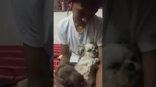 Taking care of Shih Tzu with full emotion😍😂😍😂