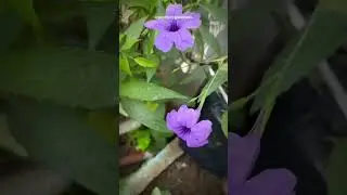 Purple Flowers Bloom Like Magic!#purpleflower #flowers #plantsofindia #houseplants #saveplants