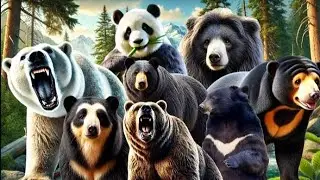 MAJESTIC 8 SPECIES OF BEARS