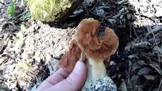 v&ouml;r&ouml;sbarna papsapkagomba, Gyromitra fastigiata, Zipfel-Lorchel 2014