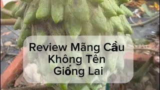 Review M&atilde;ng Cầu Kh&ocirc;ng T&ecirc;n Giống Lai. Review An Unknown Atemoya Variety 