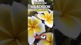 Мудрость плюмерии 🌸 | Цветите даже в пылу жизни
