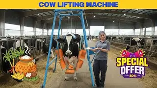 Cow Lifting Machine for Dairy Farms &ndash; Safe, Strong & Efficient