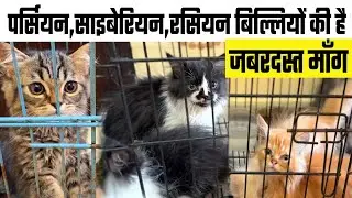 Commercial Cat Farming Business कमाई की सीमा नहीं Persian Cats, Cyberian Cats, Russian cats in Patna