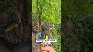 Planting grapevine in soil next to trellis  #gardening #shorts #soil #grape #grapetree #diy #fyp