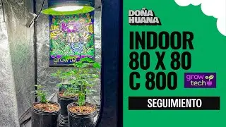 SEGUIMIENTO PRUEBA DE LED // INDOOR 80X80 - LED C800 GROW TECH - SEGUIMIENTO COMPLETO