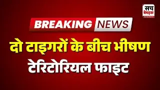 Mungeli: दो टाइगरों के बीच भीषण टेरिटोरियल फाइट | Sach Bedhadak | Rajasthan news