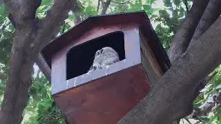 Quiet awareness and feather care in a pre fledging African Spotted Eagle Owl owlet