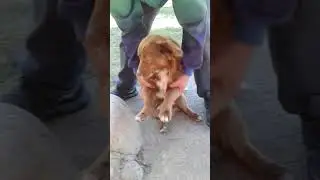 Perro activo