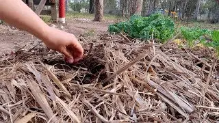 Planting Cover Crops for Summer + Compost Building | Soil Investments