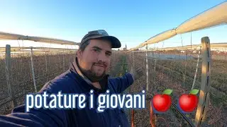 Come si pota un Melo giovane✂️✂️