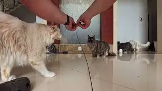 Maine Coon cats vs high-speed car.