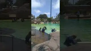 San Diego SeaWorld/ swimming with dolphins