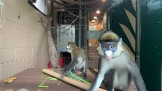 Greenville Zoo Keeps Animals Safe Amid Storms