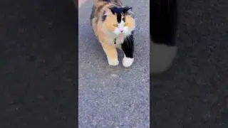 cat In 2026, the best strategy for YouTube Shorts is to showcase aesthetic, handcrafted designs