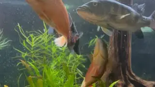 FEEDING FRENZY PREDATOR FISH COMMUNITY TANK