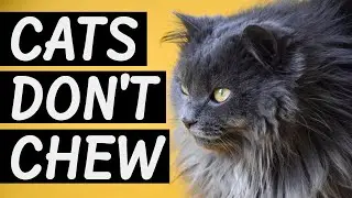 Toothless Cats Eat Better Than You Think (The Truth Vets Don't Tell You)