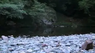 River Tavy Sea Trout jumping at dusk
