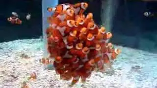 School of Clownfish (Fish: False Percula)