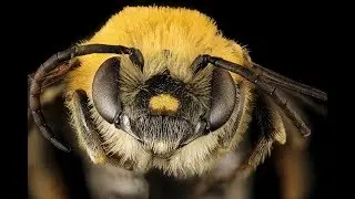 16 Types of Bees