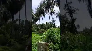 #dakshinakannada #Mangalore #southcanara  #kudla