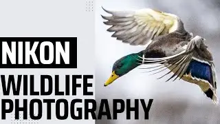 Behind The Camera | Nikon Z6II + Sigma 150-600mm