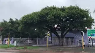 Acacia &ldquo; Thorn &ldquo; Trees In South African Suburbs #Natures #Beauty