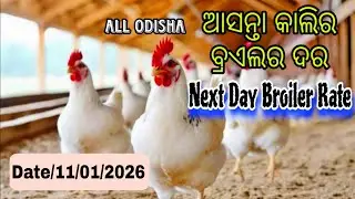 #AllOdishaNextDaybroilerRate #Date_11_01_2026 Next day Broiler Rate #mkcrazy