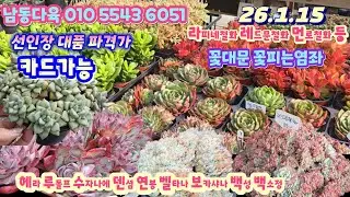 남동다육(3)묵둥이 선인장 부자재 깍지약등/헤라 루돌프군생 연봉 벨타나 메비나 덴셤 블루빈스등